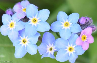 Wood Forget-me-not