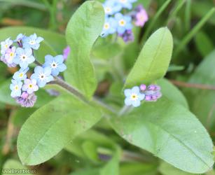 Wood Forget-me-not