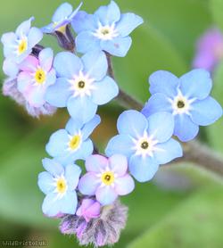 Wood Forget-me-not