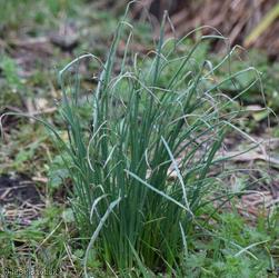 Wild Onion