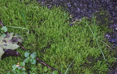 Creeping Feather-moss