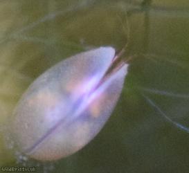 image for Eucypris virens?