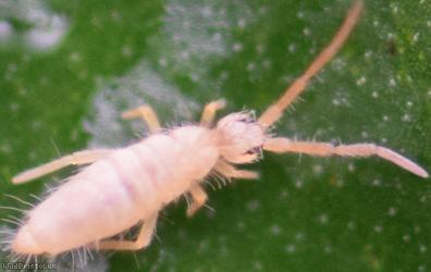 Entomobrya lanuginosa