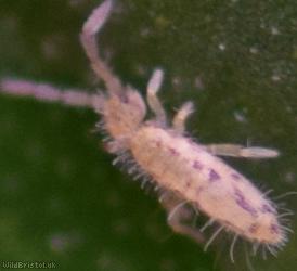 Entomobrya intermedia