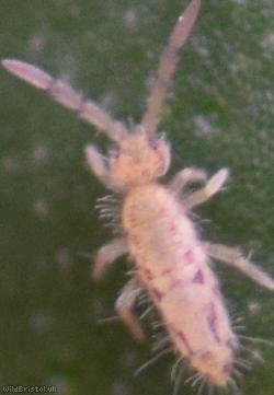 Entomobrya intermedia