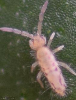 Entomobrya intermedia
