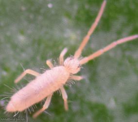 Entomobrya lanuginosa