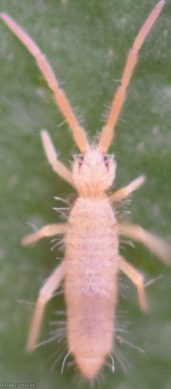 Entomobrya lanuginosa