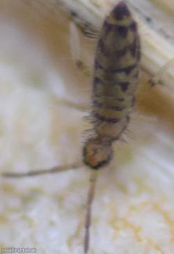 Entomobrya multifasciata