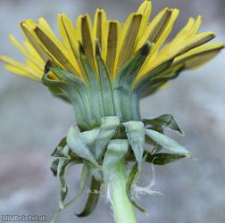 Severed Dandelion
