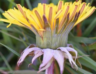 Many-coloured Dandelion