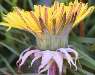 Many-coloured Dandelion