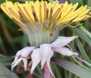 Many-coloured Dandelion