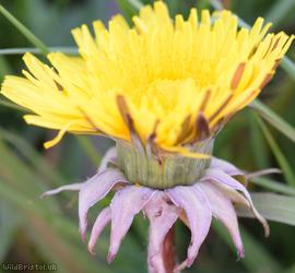 Many-coloured Dandelion