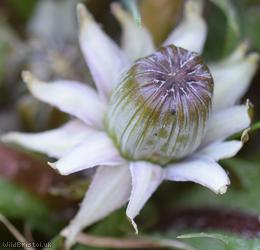 Many-coloured Dandelion
