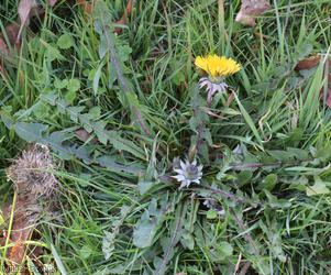 Many-coloured Dandelion