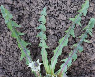 Many-coloured Dandelion