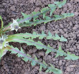 Many-coloured Dandelion