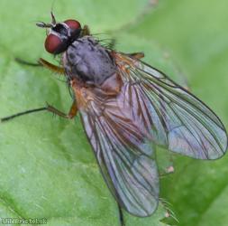Orange-shouldered Bristleshin