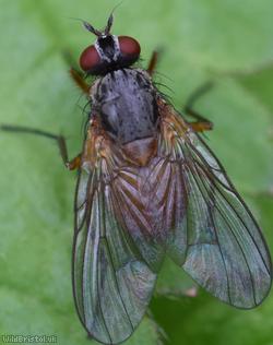 Orange-shouldered Bristleshin