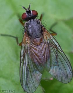 Orange-shouldered Bristleshin