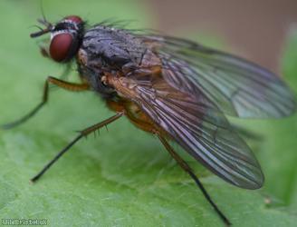 Orange-shouldered Bristleshin