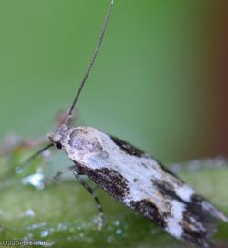 Moth Unidentified 2