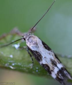 Moth Unidentified 2