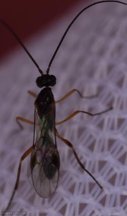 Meteorus Unidentified 4