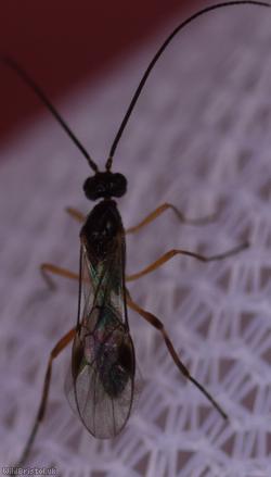 Meteorus Unidentified 4