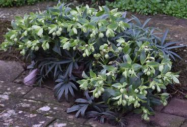 Stinking Hellebore