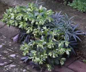 Stinking Hellebore
