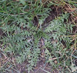 Shepherd's-purse type 57