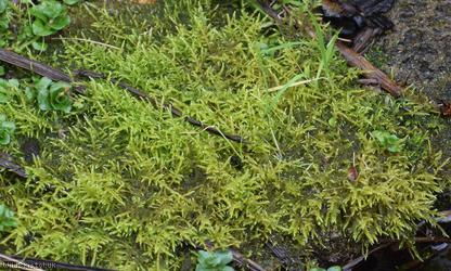 Creeping Feather-moss