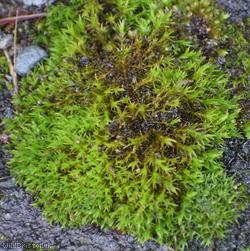 Nicholson's Beard-moss