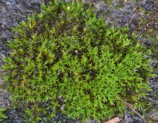 Nicholson's Beard-moss