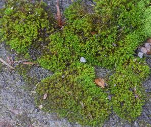 Nicholson's Beard-moss