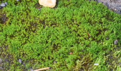 Nicholson's Beard-moss