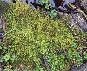 Creeping Feather-moss
