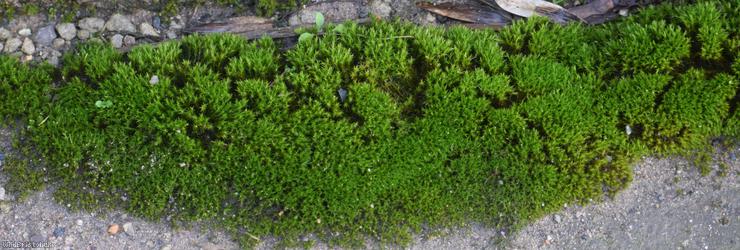 Nicholson's Beard-moss