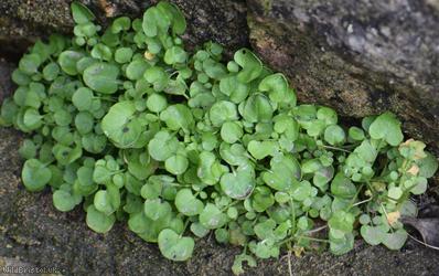 New Zealand Bitter-cress
