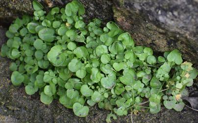 New Zealand Bitter-cress