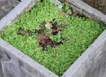 New Zealand Bitter-cress