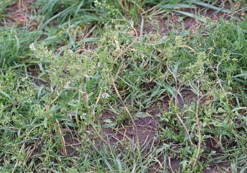 image for Shepherd's-purse type 69