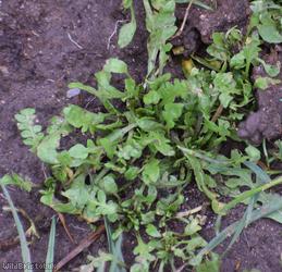 Shepherd's-purse type 69