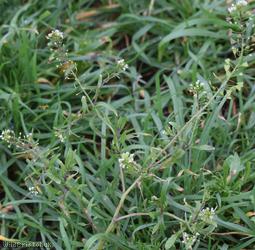 Shepherd's-purse type 69