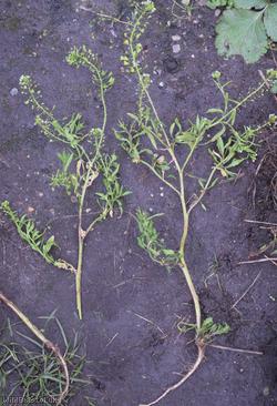 Shepherd's-purse type 69