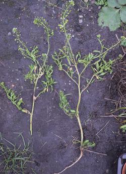 Shepherd's-purse type 69