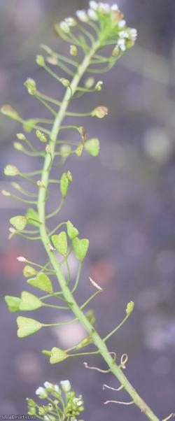 Shepherd's-purse type 69