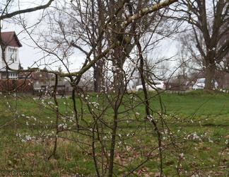 image for Cherry Plum